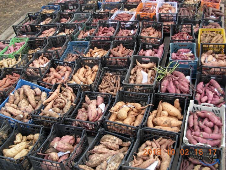 Батат (сладкий картофель) рассада в Ростове-На-Дону