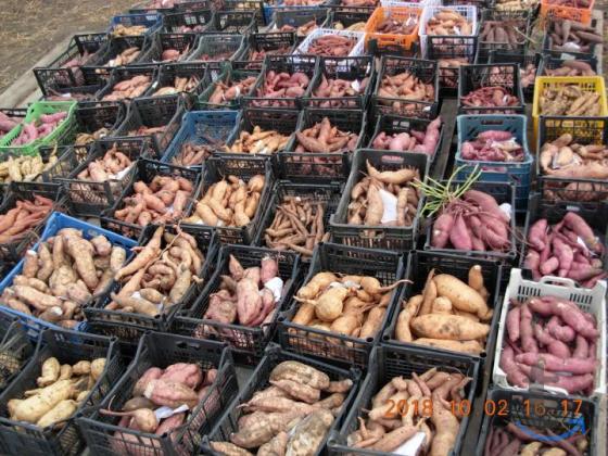 Батат (сладкий картофель) рассада в Ростове-На-Дону