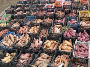 Батат (сладкий картофель) рассада в Ростове-На-Дону